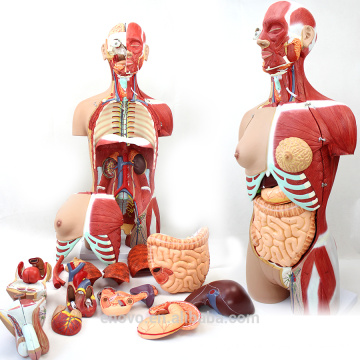 TUNN ANATOMY 12016 Torse 29 Pièces, 85 cm Deluxe-Sex Médical Corps humain Echange Muscles Modèles Anatomiques